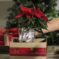 weihnachtsstern box