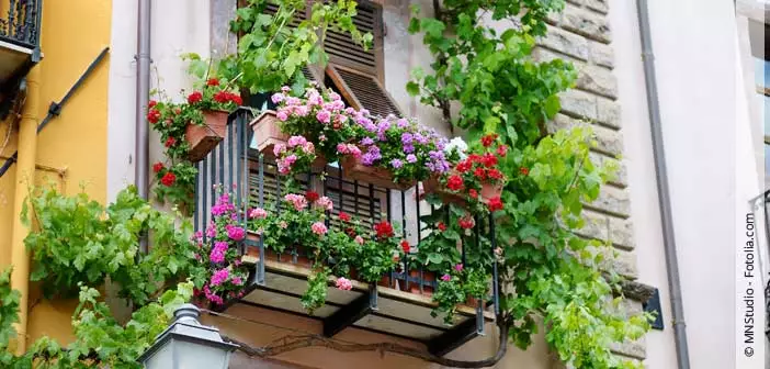 Frühling auf dem Balkon: Wie der Blumenkasten wieder bunt wird.