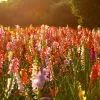 Gladiolen: Unser Tipp für einen farbenprächtigen Garten im Sommer