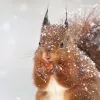 Wie man den Tieren im Winter helfen kann