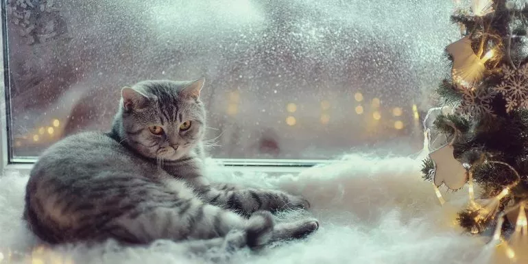Haustiere im Winter: Was man beachten sollte
