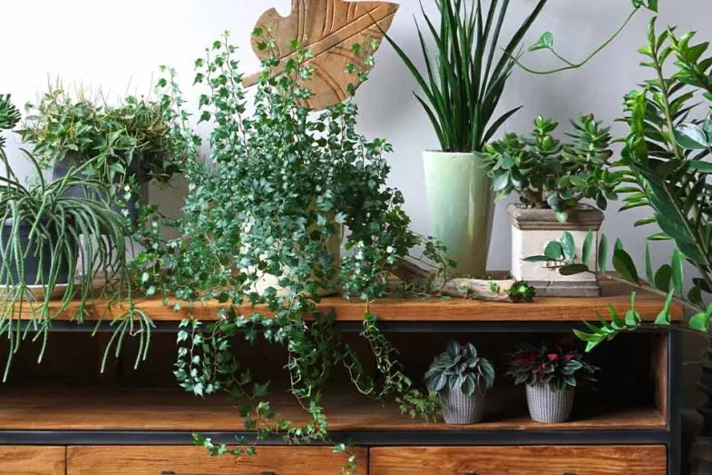 Durch Pflanzen wird das Wohnzimmer lebendig